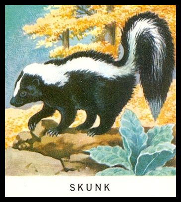 16 Skunk